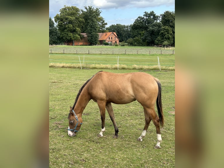 Appaloosa Giumenta 2 Anni 150 cm Falbo in Bruchhausen-Vilsen