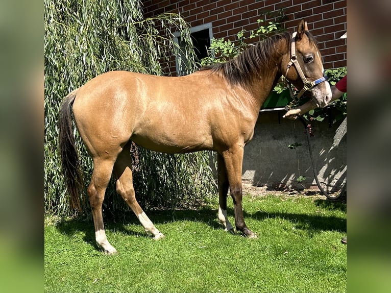 Appaloosa Giumenta 2 Anni 150 cm Falbo in Bruchhausen-Vilsen