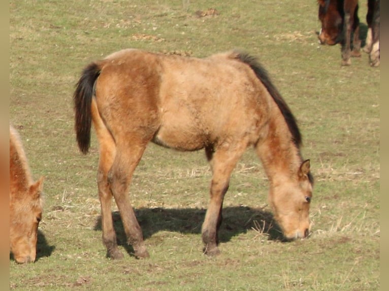 Appaloosa Mix Giumenta 2 Anni 150 cm Falbo in Morschen