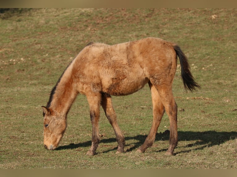 Appaloosa Mix Giumenta 2 Anni 150 cm Falbo in Morschen