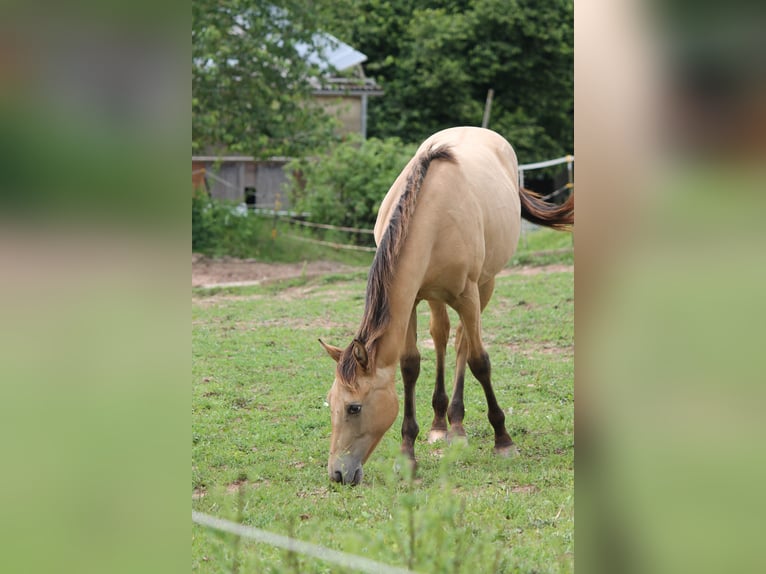 Appaloosa Mix Giumenta 2 Anni 150 cm Falbo in Morschen