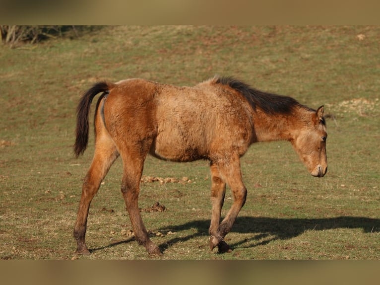 Appaloosa Mix Giumenta 2 Anni 150 cm Falbo in Morschen