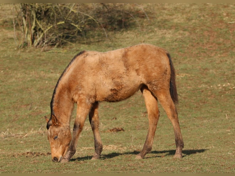 Appaloosa Mix Giumenta 2 Anni 150 cm Falbo in Morschen