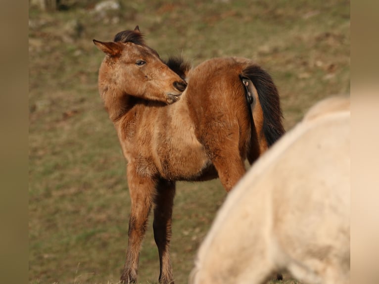 Appaloosa Mix Giumenta 2 Anni 150 cm Falbo in Morschen