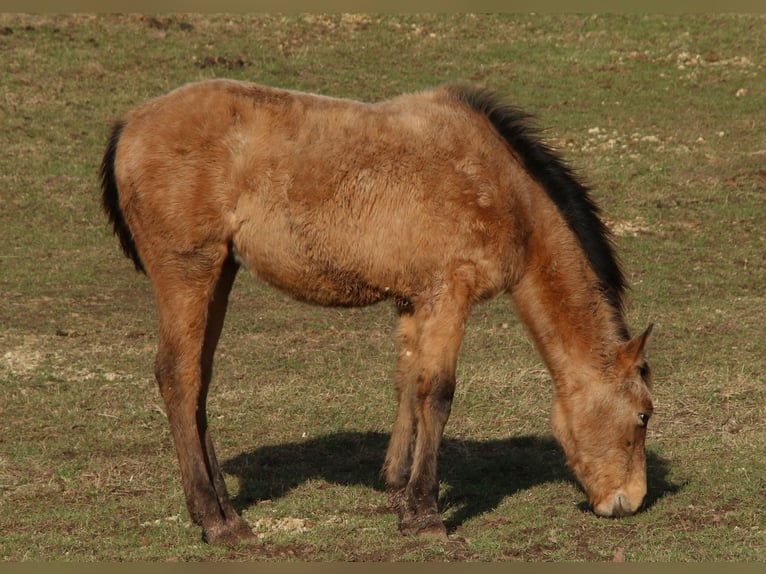 Appaloosa Mix Giumenta 2 Anni 150 cm Falbo in Morschen