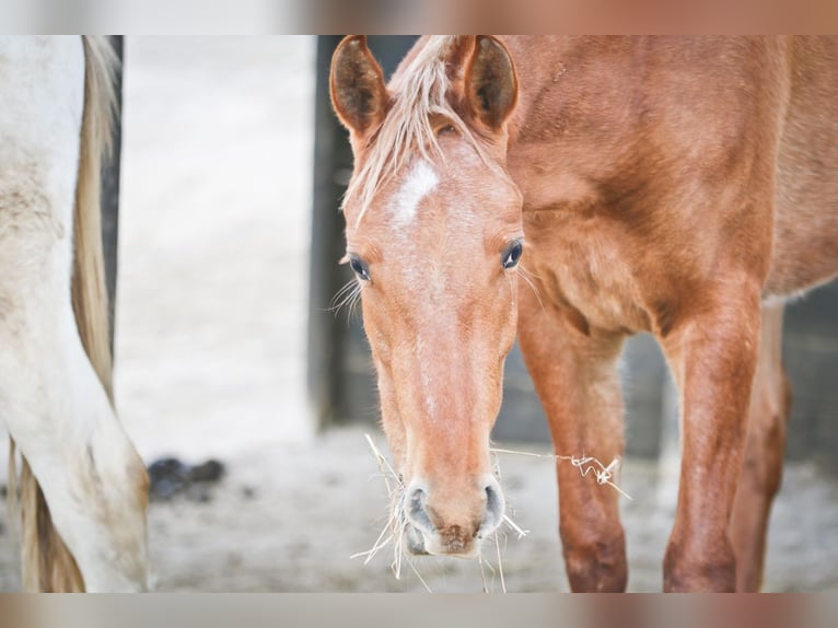 Appaloosa Mix Giumenta 2 Anni 156 cm Leopard in Alcoi/Alcoy