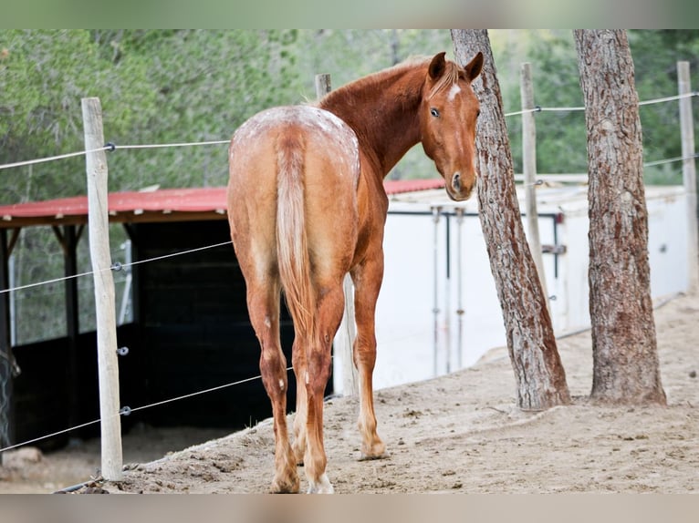 Appaloosa Mix Giumenta 2 Anni 156 cm Leopard in Alcoi/Alcoy