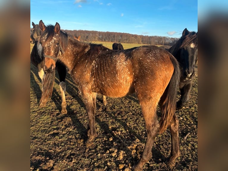 Appaloosa Mix Giumenta 2 Anni 158 cm Baio roano in Kaltohmfeld