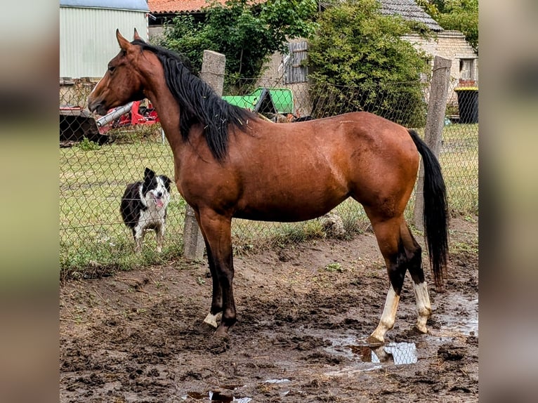 Appaloosa Giumenta 2 Anni 160 cm Baio in Jerichow