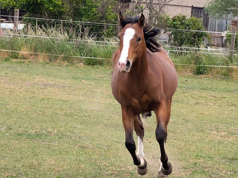 Appaloosa Giumenta 2 Anni 160 cm Baio in Jerichow