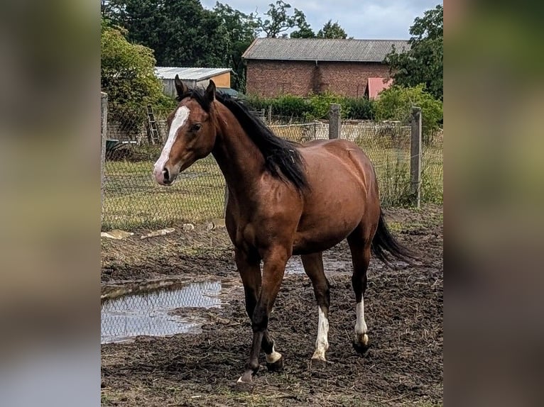 Appaloosa Giumenta 2 Anni 160 cm Baio in Jerichow