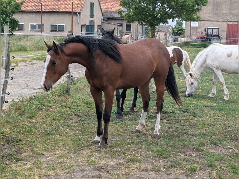 Appaloosa Giumenta 2 Anni 160 cm Baio in Jerichow