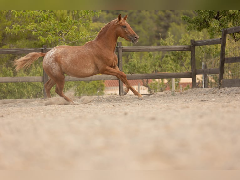 Appaloosa Mix Giumenta 2 Anni 160 cm Leopard in Alcoi/Alcoy