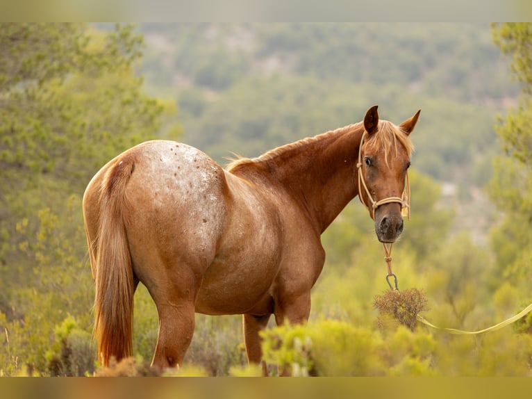 Appaloosa Mix Giumenta 2 Anni 160 cm Leopard in Alcoi/Alcoy
