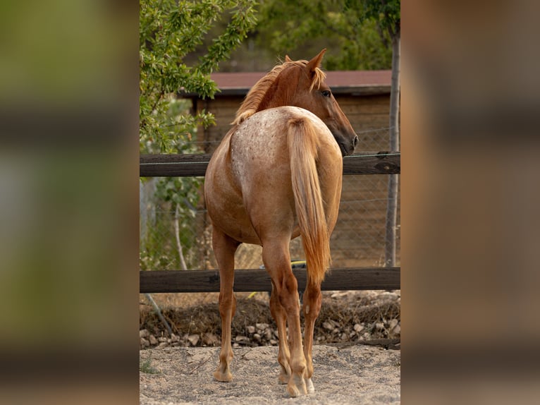 Appaloosa Mix Giumenta 2 Anni 160 cm Leopard in Alcoi/Alcoy