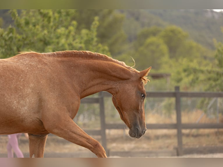 Appaloosa Mix Giumenta 2 Anni 160 cm Leopard in Alcoi/Alcoy