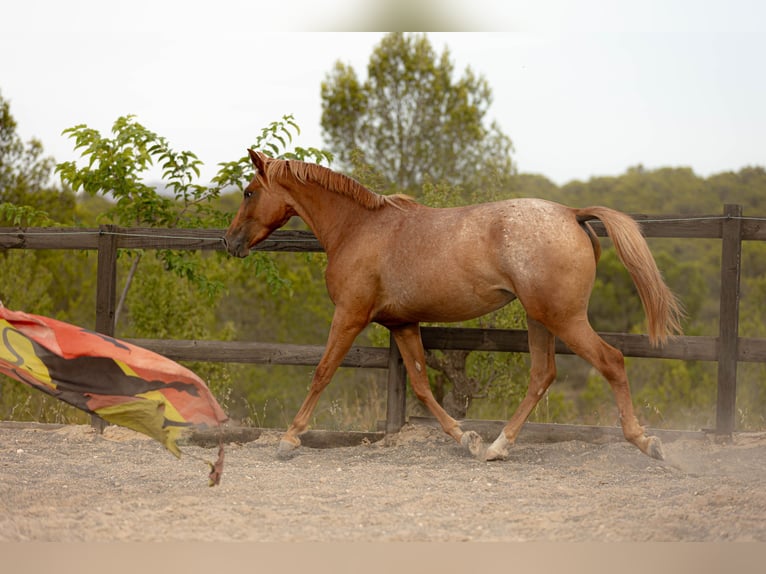 Appaloosa Mix Giumenta 2 Anni 160 cm Leopard in Alcoi/Alcoy