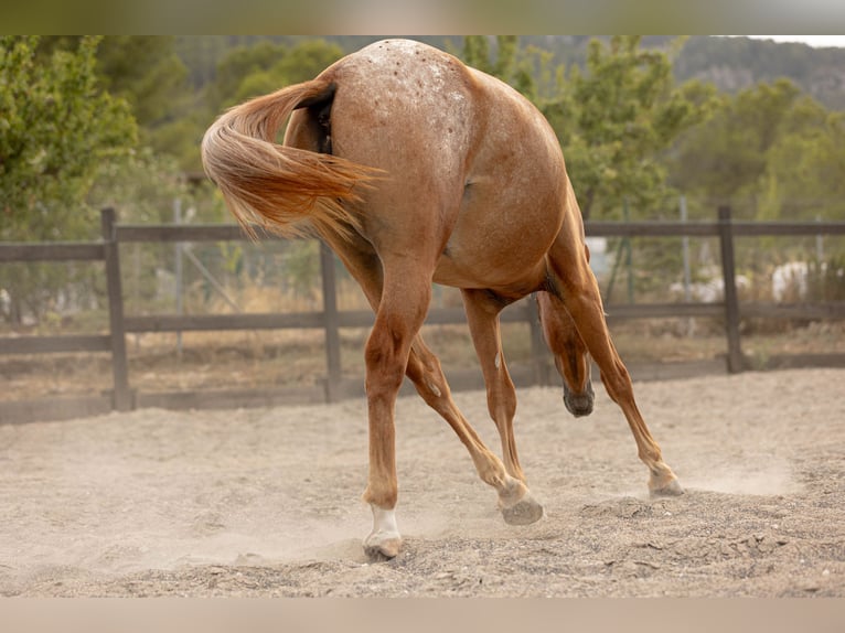 Appaloosa Mix Giumenta 2 Anni 160 cm Leopard in Alcoi/Alcoy