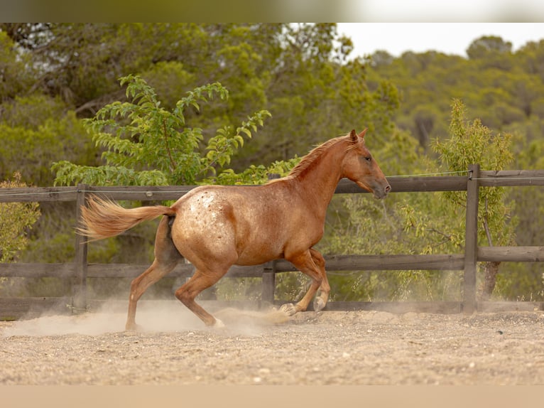 Appaloosa Mix Giumenta 2 Anni 160 cm Leopard in Alcoi/Alcoy