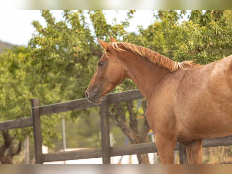 Appaloosa Mix Giumenta 2 Anni 160 cm Leopard in Alcoi/Alcoy