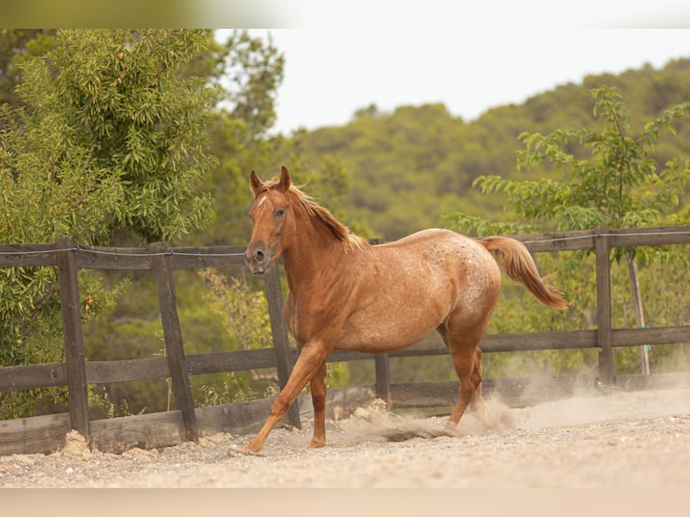 Appaloosa Mix Giumenta 2 Anni 160 cm Leopard in Alcoi/Alcoy