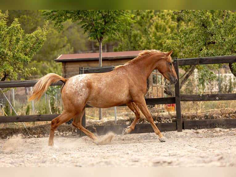 Appaloosa Mix Giumenta 2 Anni 160 cm Leopard in Alcoi/Alcoy