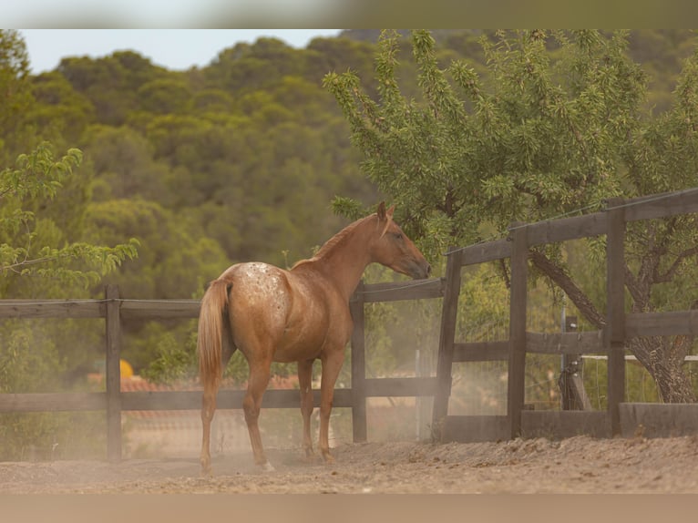 Appaloosa Mix Giumenta 2 Anni 160 cm Leopard in Alcoi/Alcoy