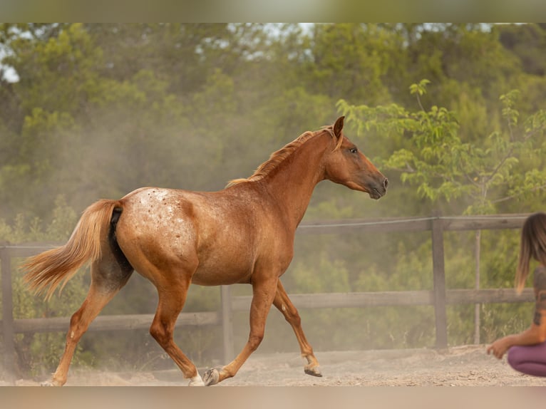 Appaloosa Mix Giumenta 2 Anni 160 cm Leopard in Alcoi/Alcoy