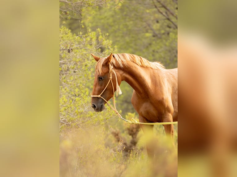 Appaloosa Mix Giumenta 2 Anni 160 cm Leopard in Alcoi/Alcoy