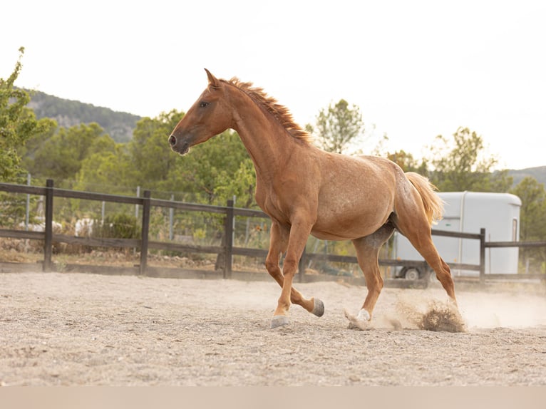 Appaloosa Mix Giumenta 2 Anni 160 cm Leopard in Alcoi/Alcoy