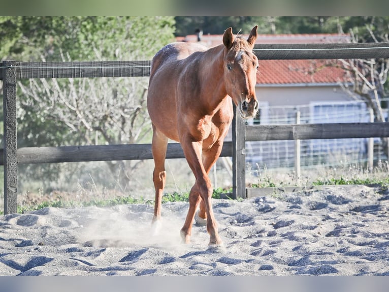 Appaloosa Mix Giumenta 2 Anni 160 cm Sauro in Alcoi/Alcoy