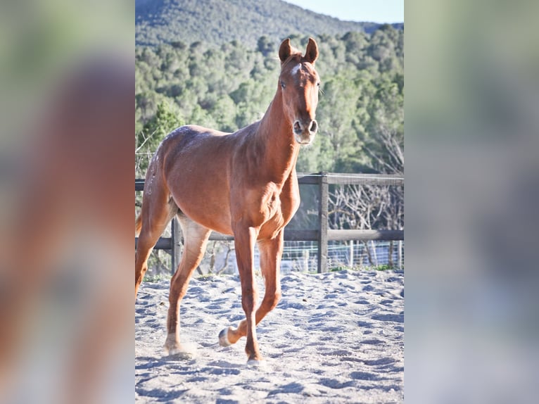 Appaloosa Mix Giumenta 2 Anni 160 cm Sauro in Alcoi/Alcoy