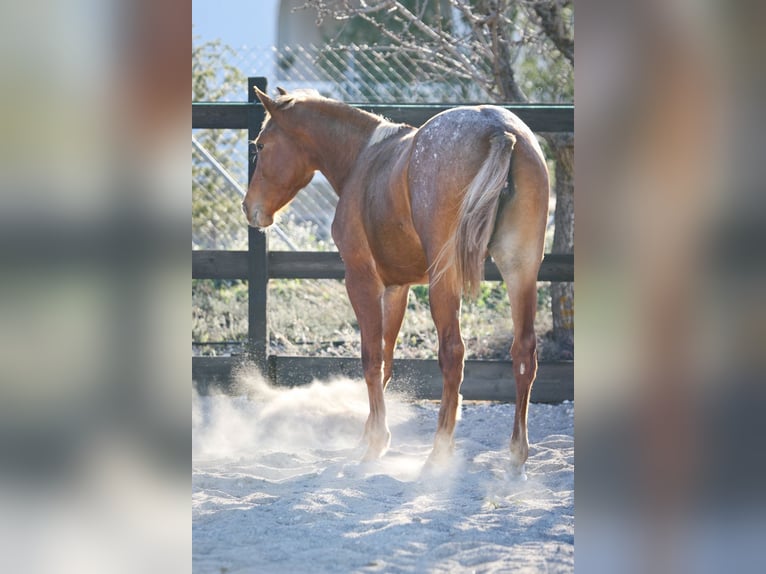 Appaloosa Mix Giumenta 2 Anni 160 cm Sauro in Alcoi/Alcoy