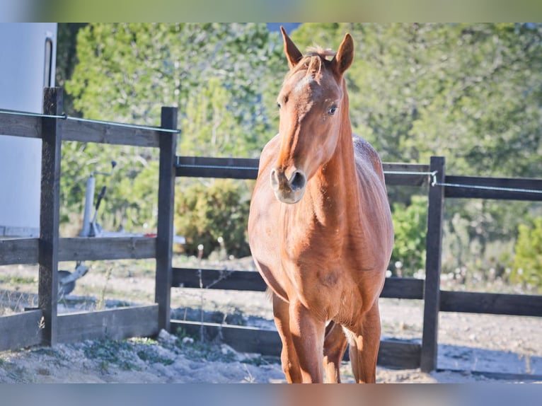 Appaloosa Mix Giumenta 2 Anni 160 cm Sauro in Alcoi/Alcoy