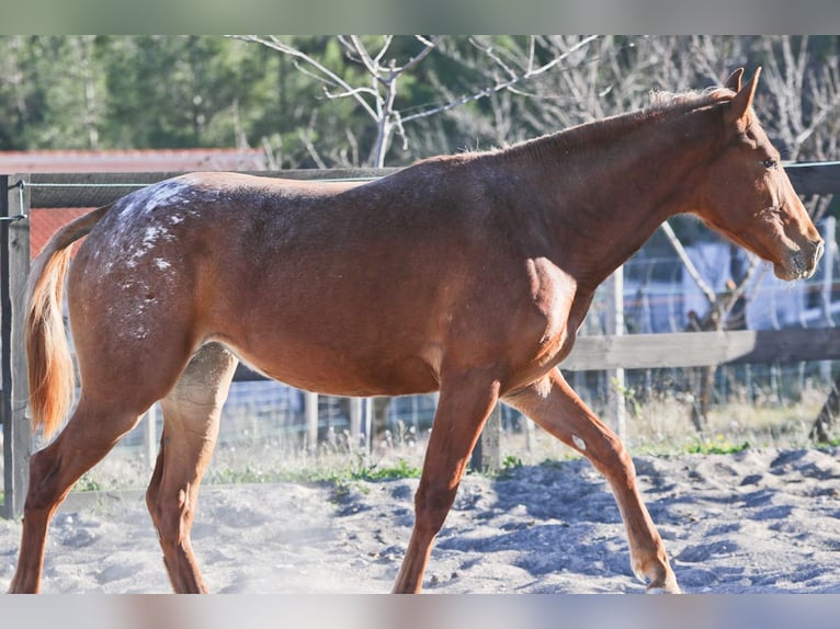 Appaloosa Mix Giumenta 2 Anni 160 cm Sauro in Alcoi/Alcoy