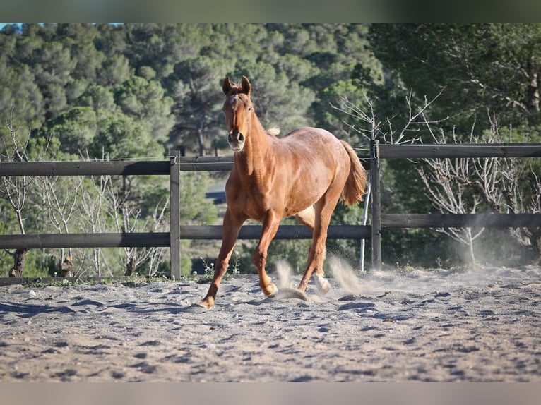 Appaloosa Mix Giumenta 2 Anni 160 cm Sauro in Alcoi/Alcoy