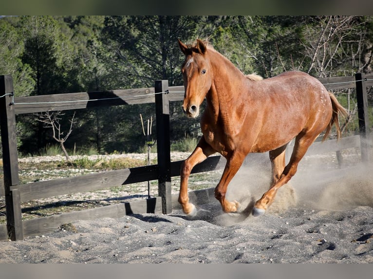 Appaloosa Mix Giumenta 2 Anni 160 cm Sauro in Alcoi/Alcoy