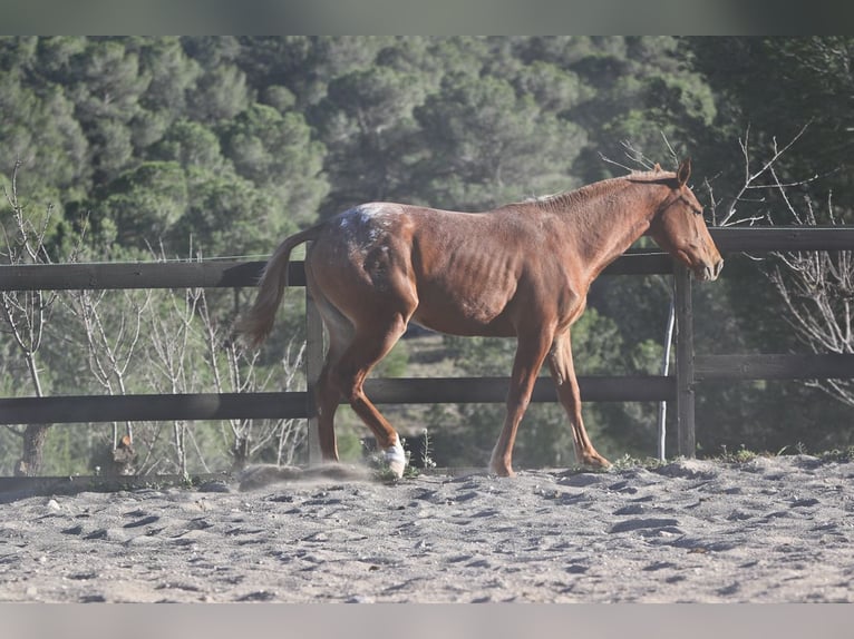 Appaloosa Mix Giumenta 2 Anni 160 cm Sauro in Alcoi/Alcoy