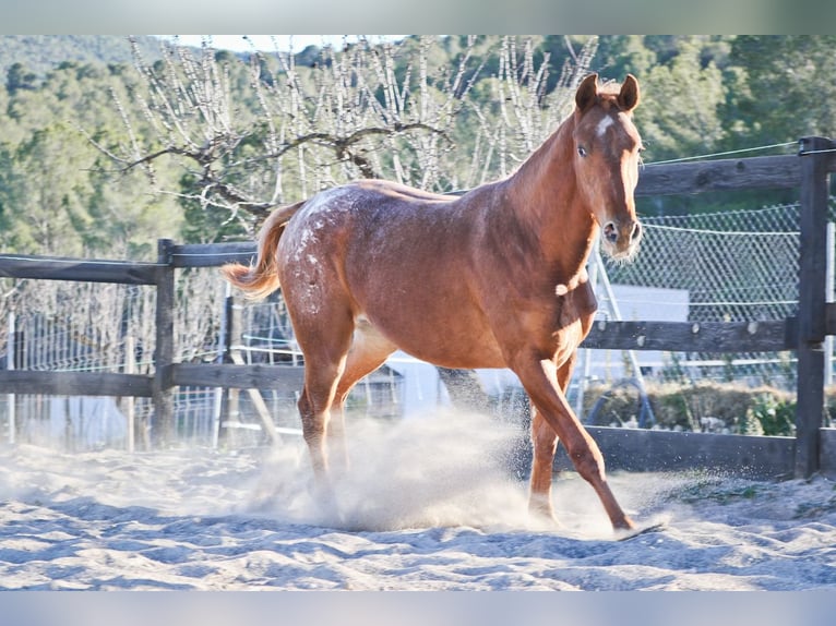 Appaloosa Mix Giumenta 2 Anni 160 cm Sauro in Alcoi/Alcoy