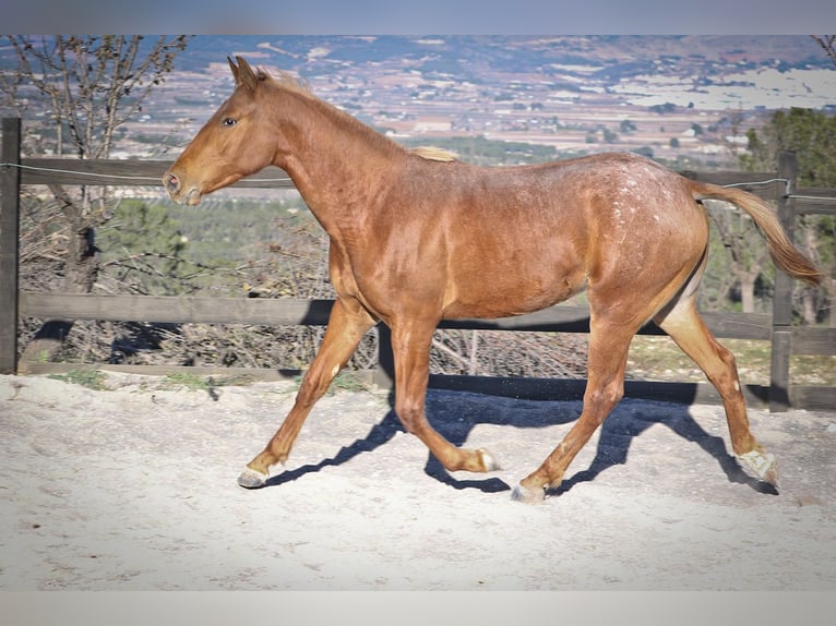 Appaloosa Mix Giumenta 2 Anni 160 cm Sauro in Alcoi/Alcoy