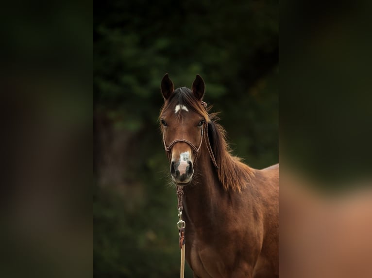 Appaloosa Giumenta 2 Anni Baio in Chaudefonds sur Layon