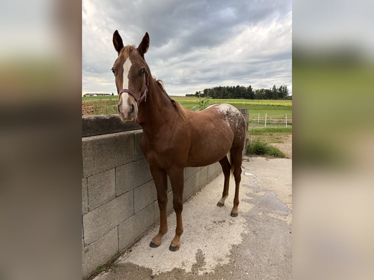 Appaloosa Mix Giumenta 2 Anni in Münzbach