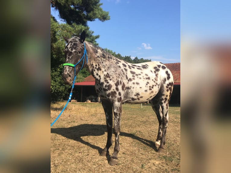Appaloosa Giumenta 2 Anni  in Brno