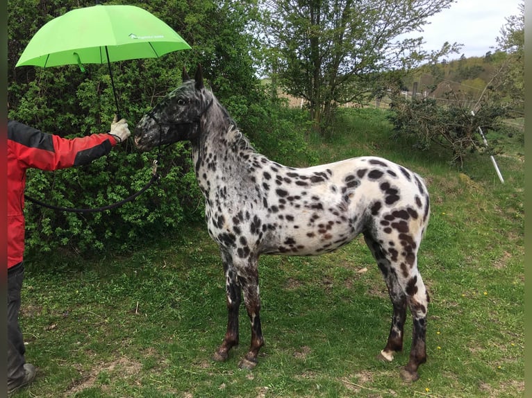 Appaloosa Giumenta 2 Anni Leopard in Brno