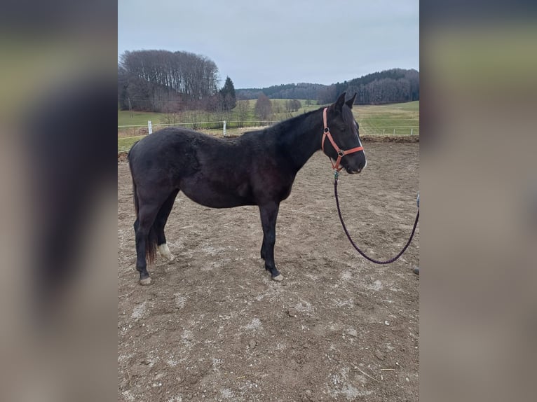 Appaloosa Giumenta 2 Anni Morello in Perwang am Grabensee