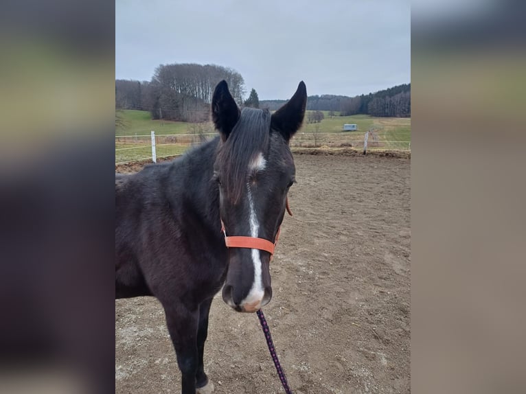 Appaloosa Giumenta 2 Anni Morello in Perwang am Grabensee