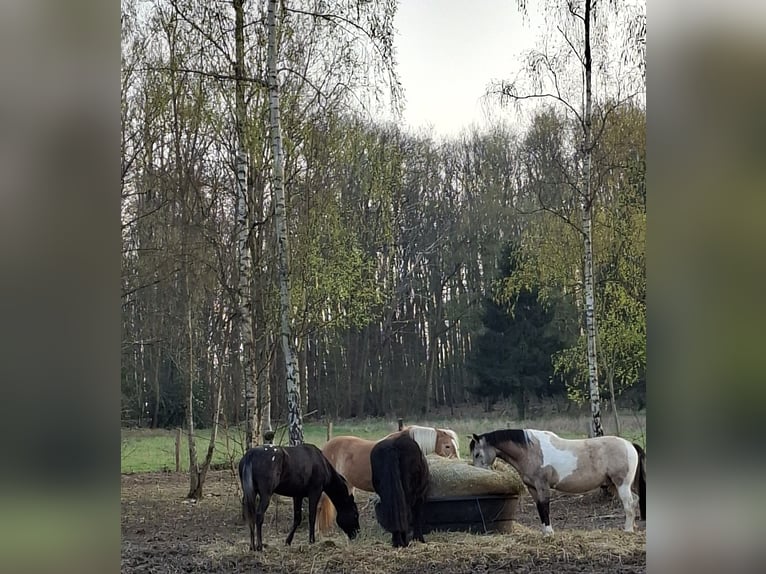 Appaloosa Giumenta 2 Anni Morello in Le Heaulme