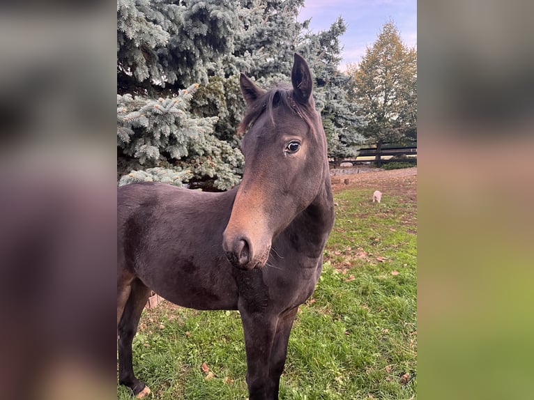 Appaloosa Giumenta 2 Anni Morello in Krupina