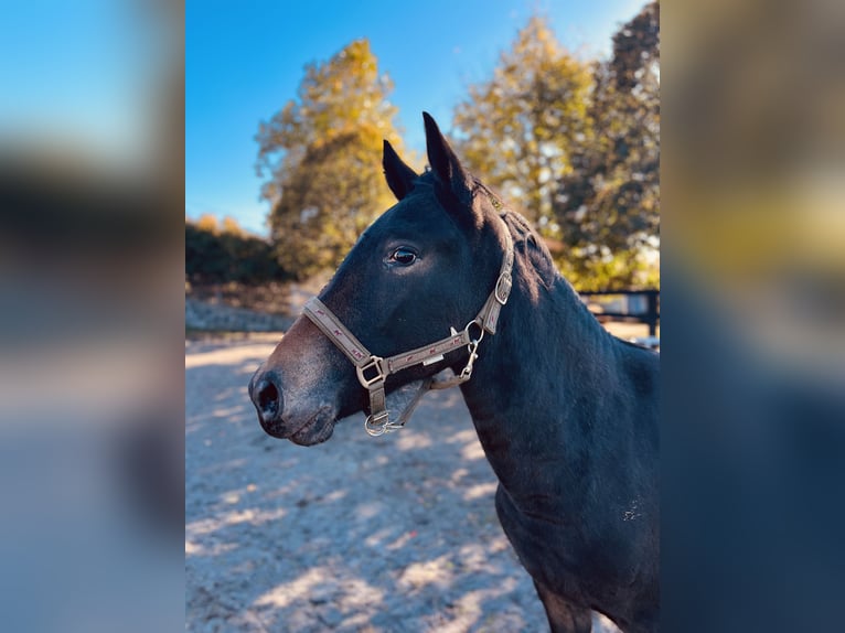 Appaloosa Giumenta 2 Anni Morello in Krupina