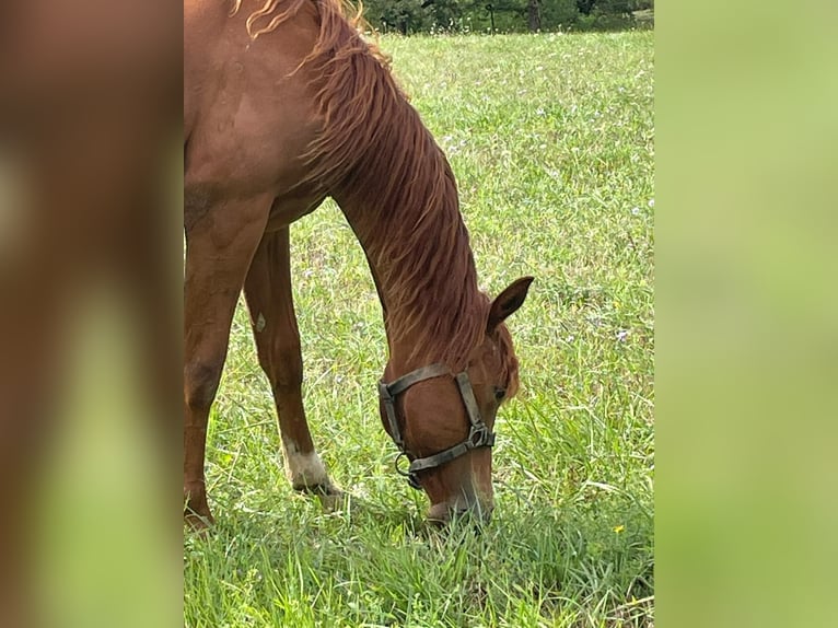 Appaloosa Giumenta 2 Anni Sauro in Camarade